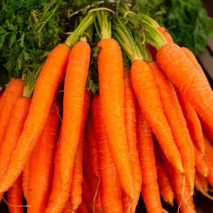 Carottes